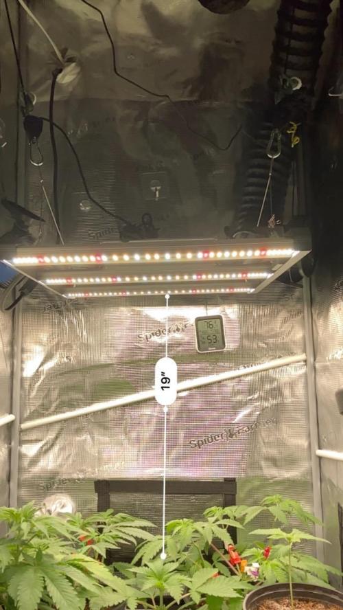 Montel tragic rise fall of Jar Jar Binks. Week 4