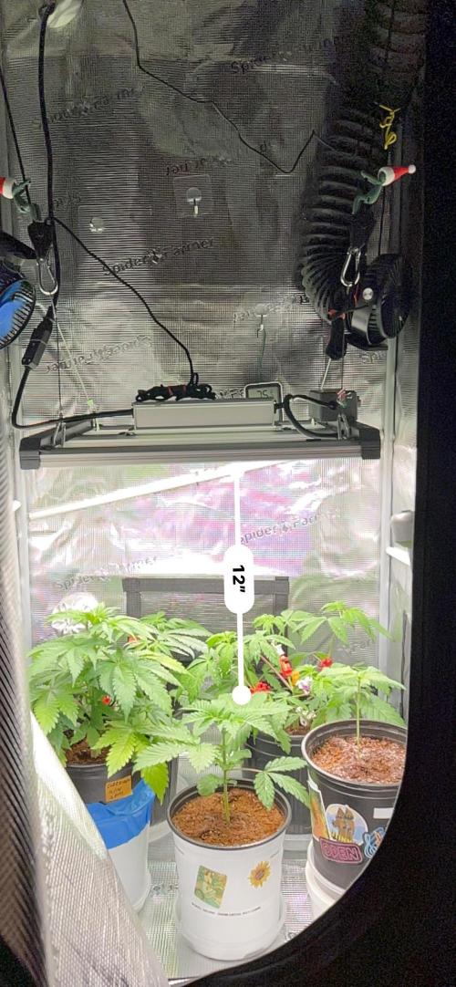 Montel tragic rise fall of Jar Jar Binks. Week 4