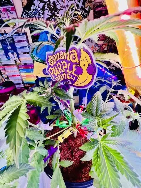 🥊🥧🍧🐐☕️🐓🔩🍌