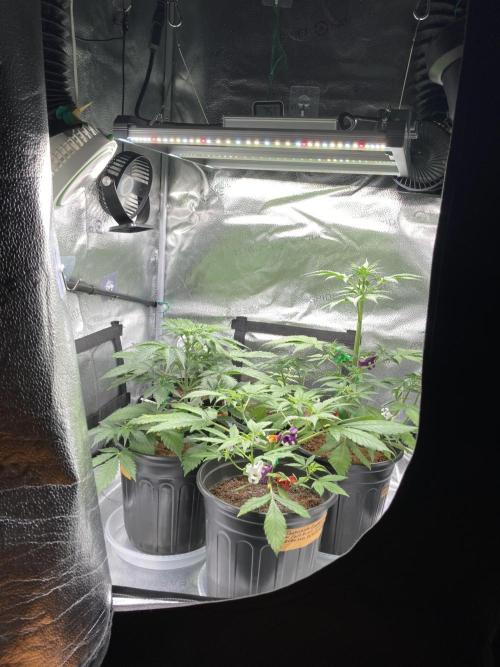 🥊🥧🍧🐐☕️🐓🔩🍌. Week 6