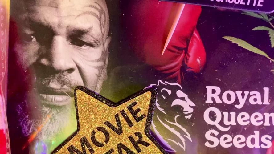 đĽđĽ§đ§đâď¸đđŠđ