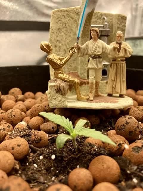 Montel tragic rise fall of Jar Jar Binks