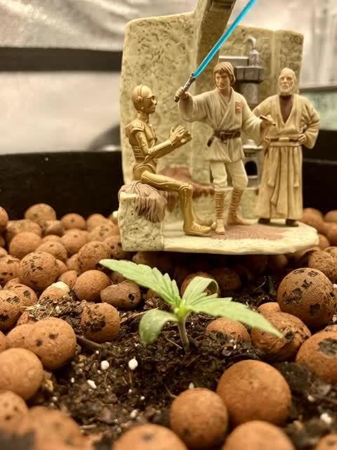 Montel tragic rise fall of Jar Jar Binks