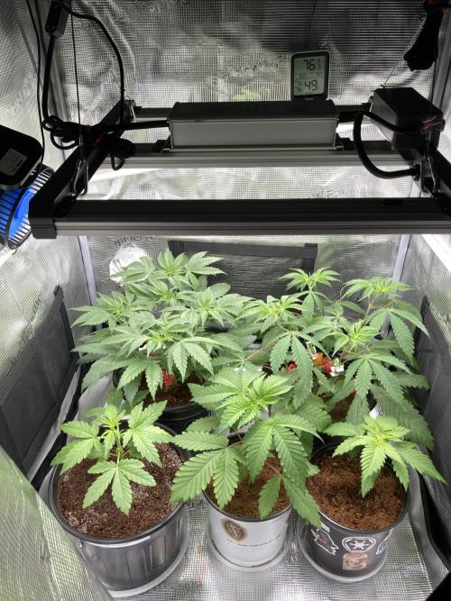 Montel tragic rise fall of Jar Jar Binks. Week 5