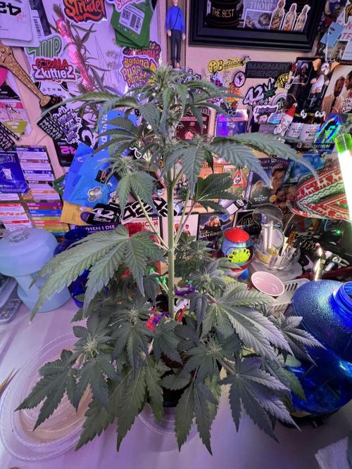 🥊🥧🍧🐐☕️🐓🔩🍌. Week 7 - BPP RF3