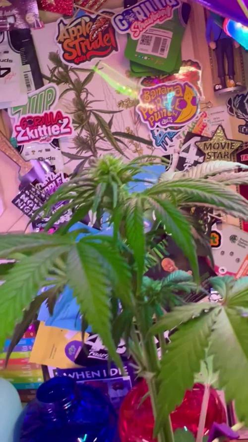 🥊🥧🍧🐐☕️🐓🔩🍌