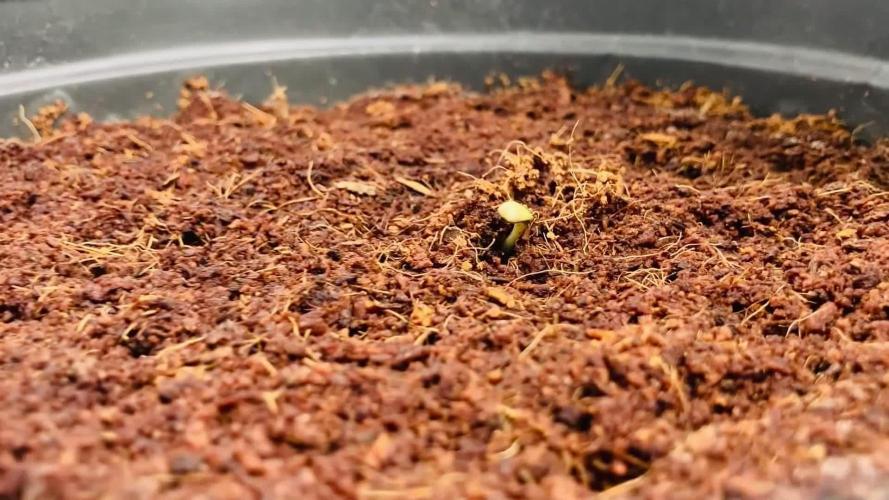 Montel tragic rise fall of Jar Jar Binks