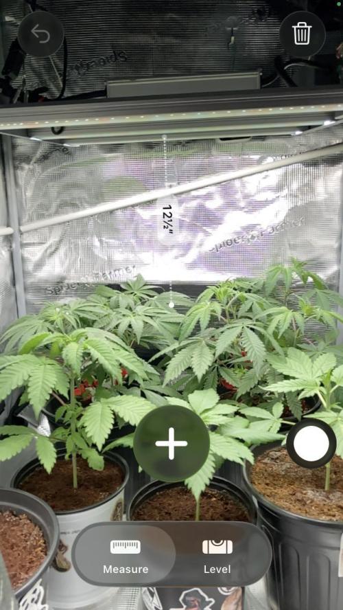 Montel tragic rise fall of Jar Jar Binks. Week 5