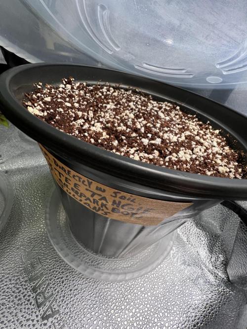 Montel tragic rise fall of Jar Jar Binks. Week 5 - 1/20 10 AM Julian sprouted