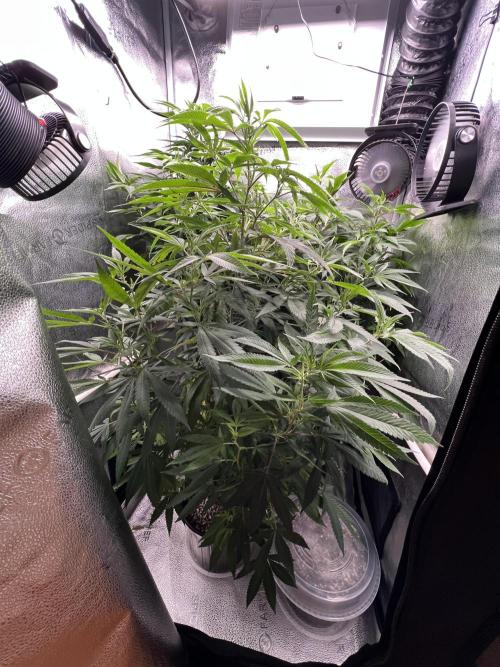 Montel tragic rise fall of Jar Jar Binks. Week 5 - 1/21 10AM Ricky bubbles Julian and my own BKO creation