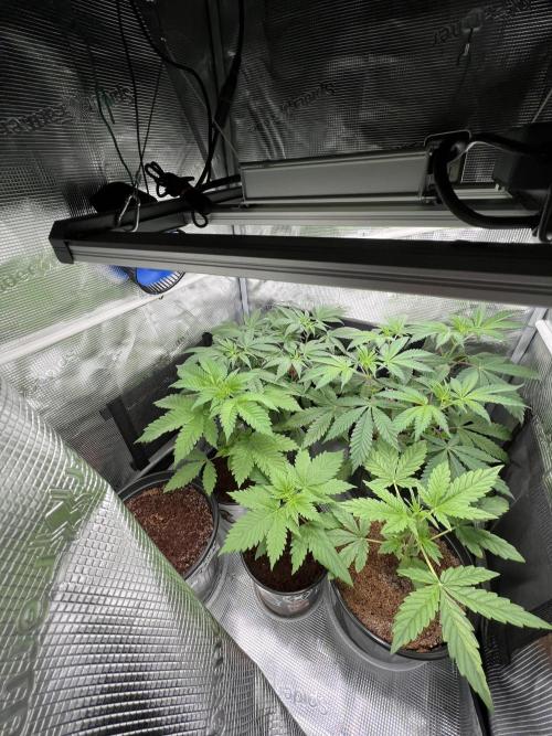 Montel tragic rise fall of Jar Jar Binks. Week 5 - 1/21 10:15 AM vegging 12 inches 30 W Samsung LED Mars Hydro light perfect