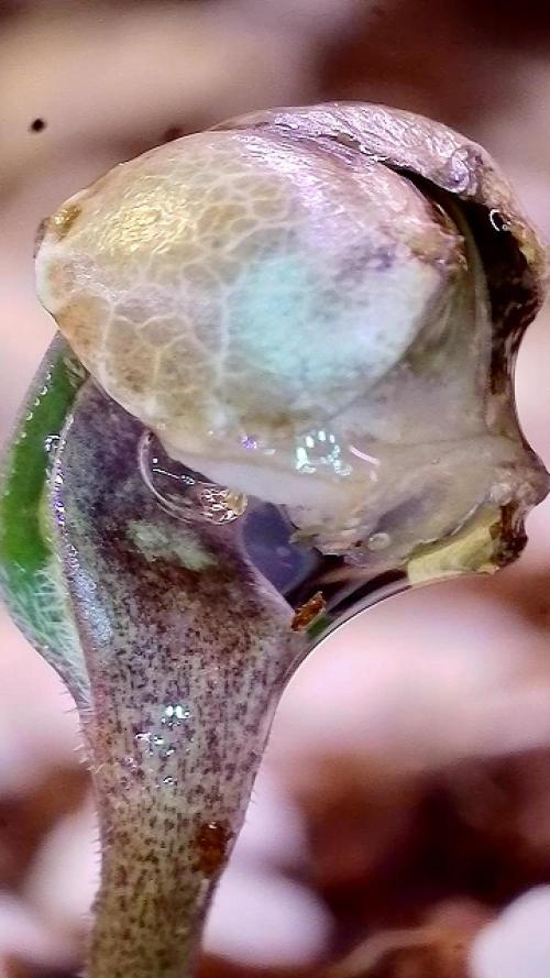 Montel tragic rise fall of Jar Jar Binks. Week 5 - 1/22 1:53 AM sprouting seed removal successful black tee tangie