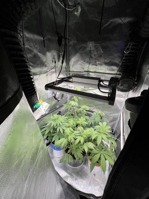 🥊🥧🍧🐐☕️🐓🔩🍌. Week 7