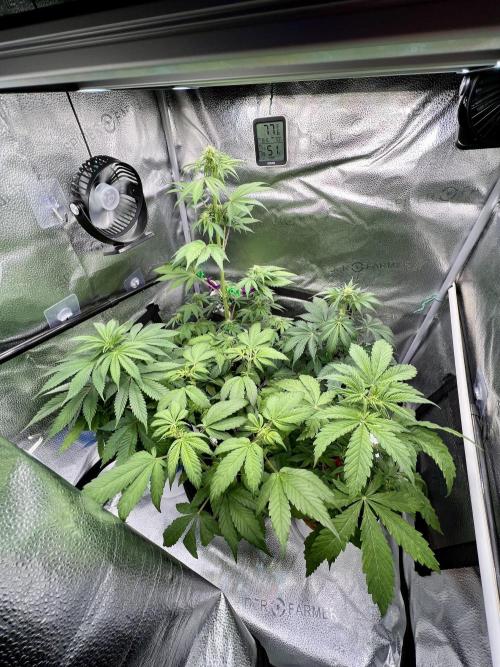 🥊🥧🍧🐐☕️🐓🔩🍌. Week 7