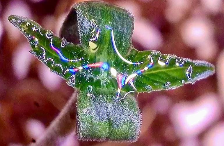 Montel tragic rise fall of Jar Jar Binks. Week 5 - 1/23 2 PM black tea Tange Julian’s trailer Park boys