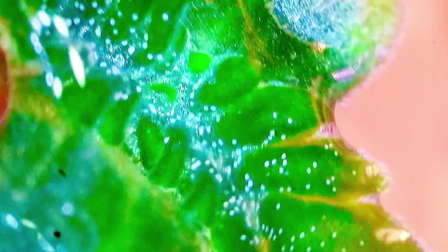 Montel tragic rise fall of Jar Jar Binks