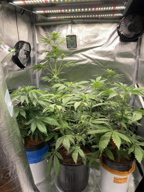 🥊🥧🍧🐐☕️🐓🔩🍌. Week 7 - 1/24 12:30 AM