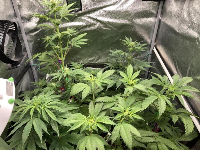 🥊🥧🍧🐐☕️🐓🔩🍌. Week 7 - 1/24 12:30 AM