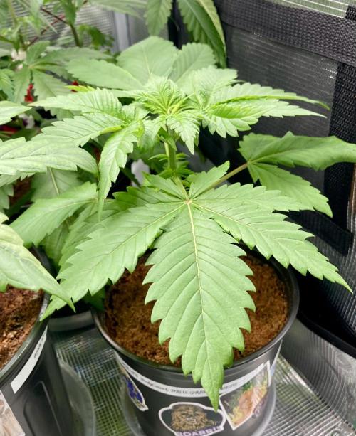 Montel tragic rise fall of Jar Jar Binks. Week 5 - ICE T