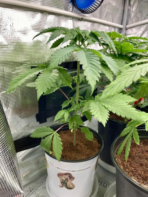 Montel tragic rise fall of Jar Jar Binks. Week 5