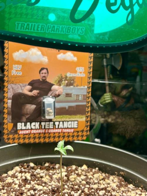 Montel tragic rise fall of Jar Jar Binks. Week 6 - 1/26 4am