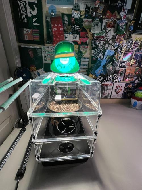 Montel tragic rise fall of Jar Jar Binks. Week 6