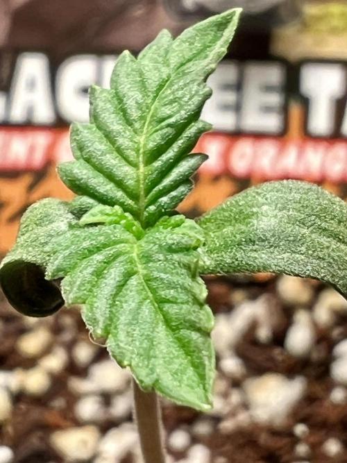 Montel tragic rise fall of Jar Jar Binks. Week 6