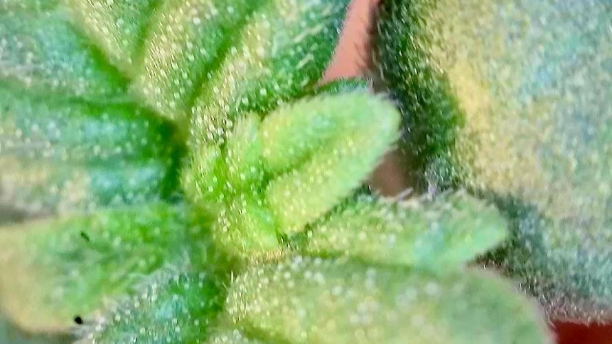 Montel tragic rise fall of Jar Jar Binks. Week 6