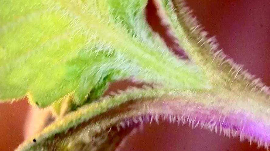 Montel tragic rise fall of Jar Jar Binks. Week 6