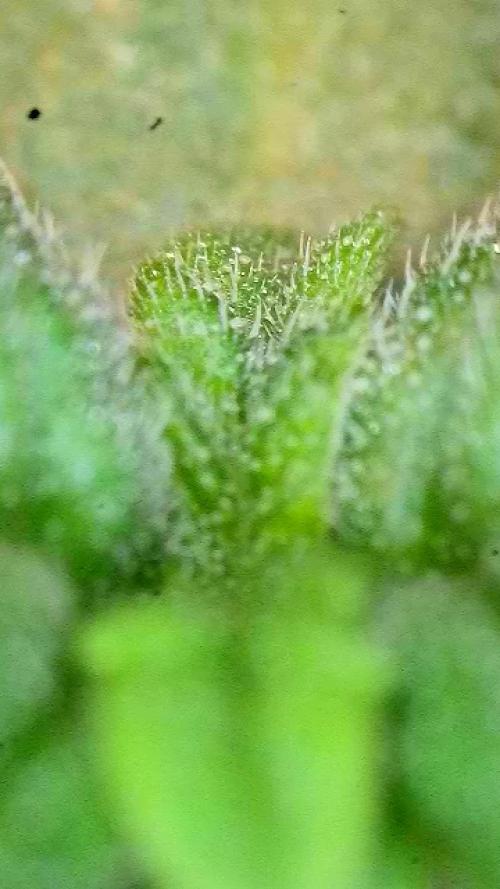 Montel tragic rise fall of Jar Jar Binks. Week 6 - 1/26 4am BTT