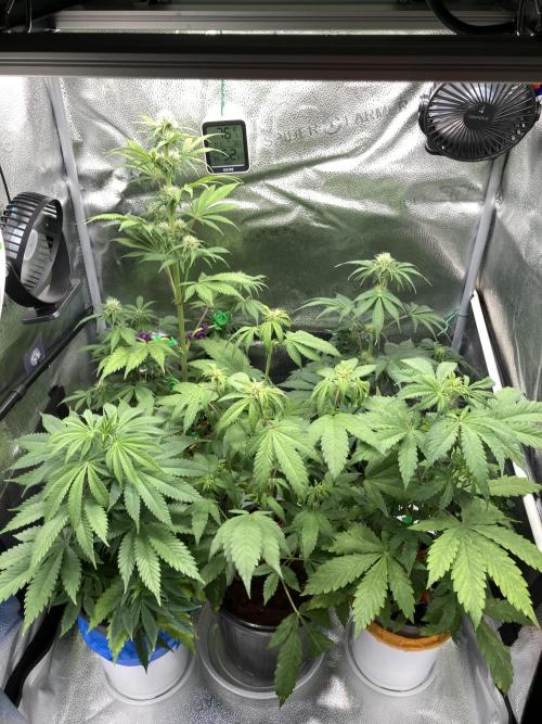 🥊🥧🍧🐐☕️🐓🔩🍌. Week 8 - 1/26 2pm