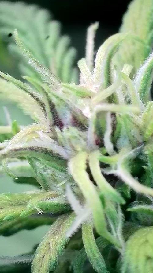 🥊🥧🍧🐐☕️🐓🔩🍌. Week 8 - 1/26 2pm Tropicana Cookies Auto FastBuds