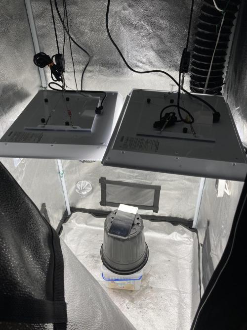 🥊🥧🍧🐐☕️🐓🔩🍌. Week 8