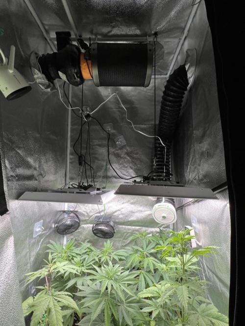 🥊🥧🍧🐐☕️🐓🔩🍌. Week 8