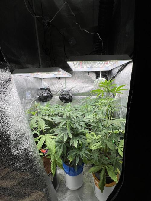 🥊🥧🍧🐐☕️🐓🔩🍌. Week 8 - 2/1 6am