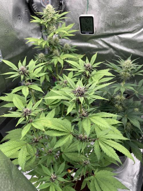 🥊🥧🍧🐐☕️🐓🔩🍌. Week 9 - 2/2 3:45am