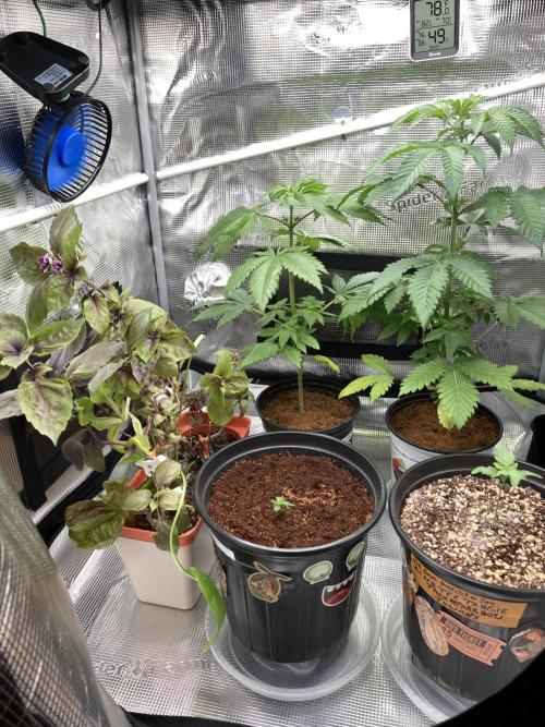 Montel tragic rise fall of Jar Jar Binks. Week 7