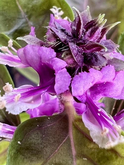 Montel tragic rise fall of Jar Jar Binks. Week 7