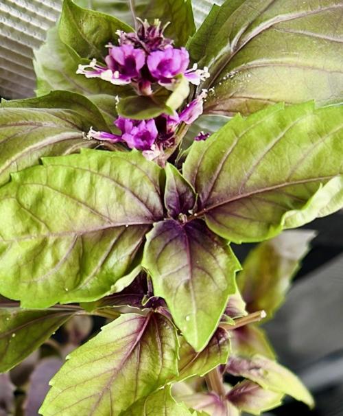 Montel tragic rise fall of Jar Jar Binks. Week 7 - 2/2 dark opal basil flour