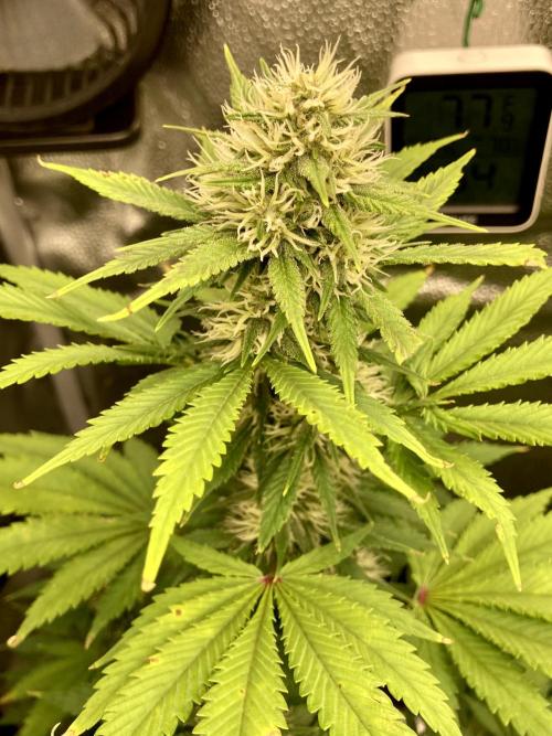 🥊🥧🍧🐐☕️🐓🔩🍌. Week 9 - OG tripod