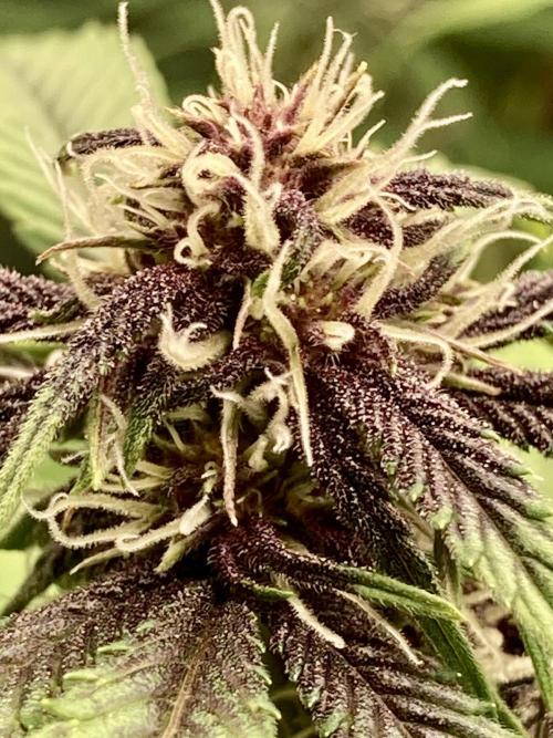 🥊🥧🍧🐐☕️🐓🔩🍌. Week 9 - Tropicana cookies, auto by fast buds