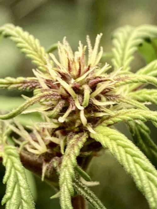 🥊🥧🍧🐐☕️🐓🔩🍌. Week 9 - Pink Kush auto by seedsmen