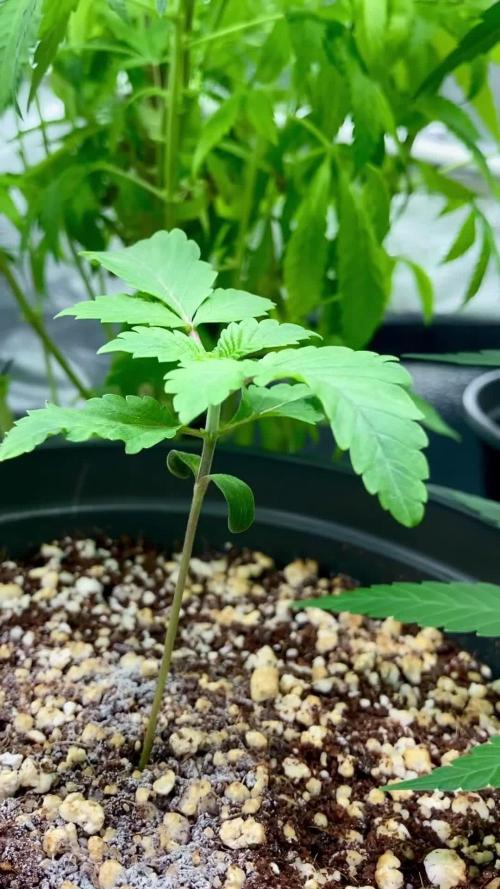 Montel tragic rise fall of Jar Jar Binks