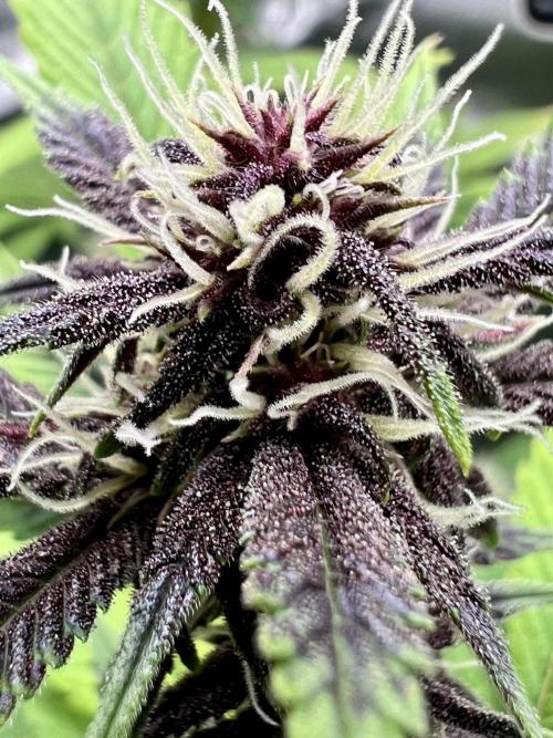 🥊🥧🍧🐐☕️🐓🔩🍌. Week 9 - 2/6 8AM TC