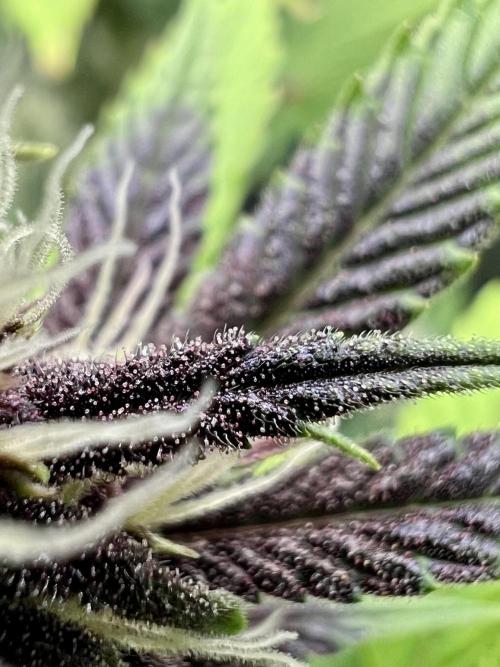 🥊🥧🍧🐐☕️🐓🔩🍌. Week 9 - TC