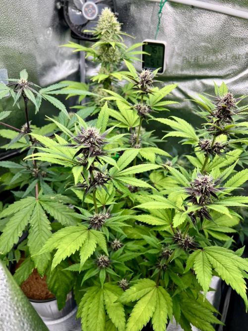 🥊🥧🍧🐐☕️🐓🔩🍌. Week 9 - 2/6 Tropicana Cookies Auto front, BPP RF# back 