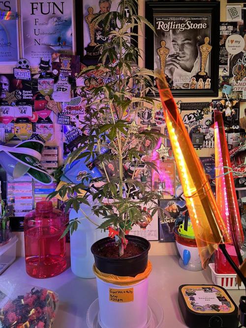 🥊🥧🍧🐐☕️🐓🔩🍌. Week 9 - 2/6 1pm goat’lato auto