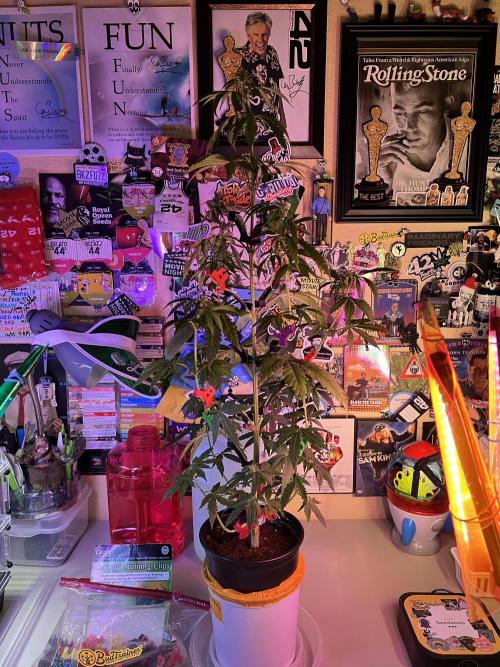 🥊🥧🍧🐐☕️🐓🔩🍌. Week 9