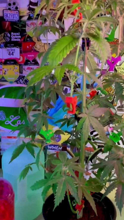 🥊🥧🍧🐐☕️🐓🔩🍌