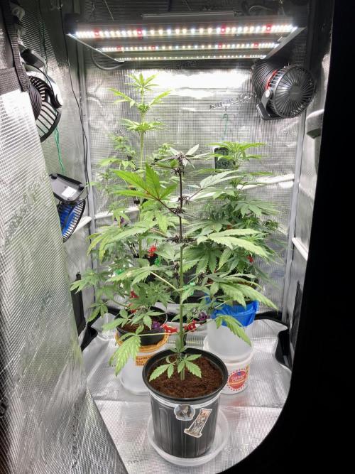 🥊🥧🍧🐐☕️🐓🔩🍌. Week 9 - Pink Kush Auto front, GLA, CSA